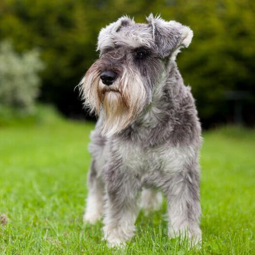 Miniature Schnauzer standing on the grass