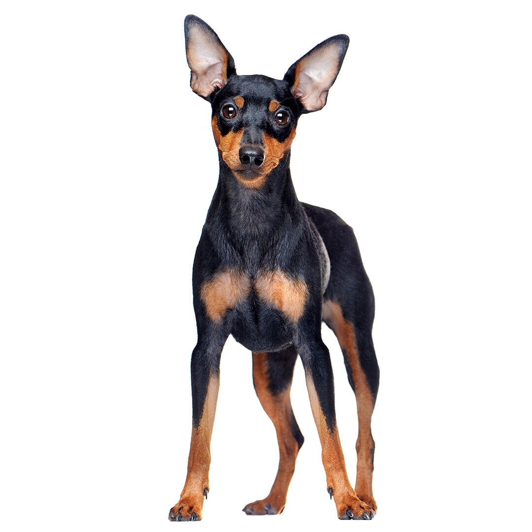 Miniature Pinscher Dog Breed