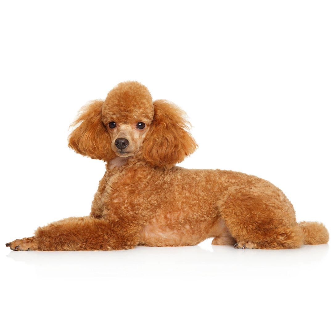 what does a miniature poodle look like? 2