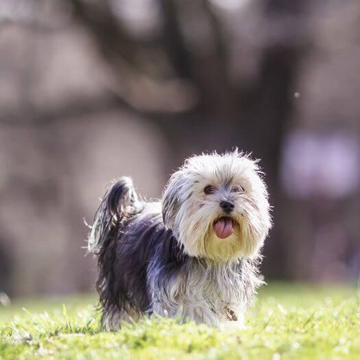 Morkie walking in the park