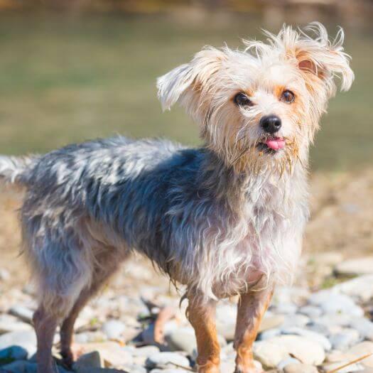 Morkie standing near the water