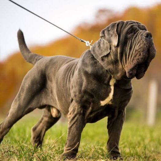 Neapolitan Mastiff on a leash