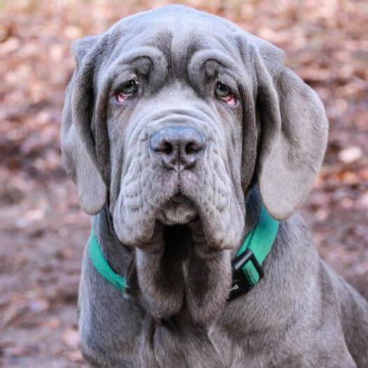 Neapolitan Mastiff with green colar