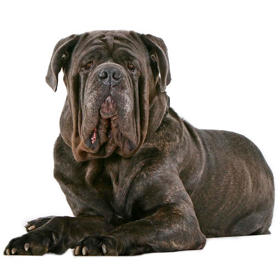 Neapolitan Mastiff Dog Breed