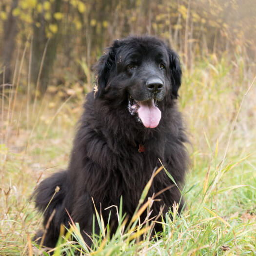 Newfoundland is standing in the forest