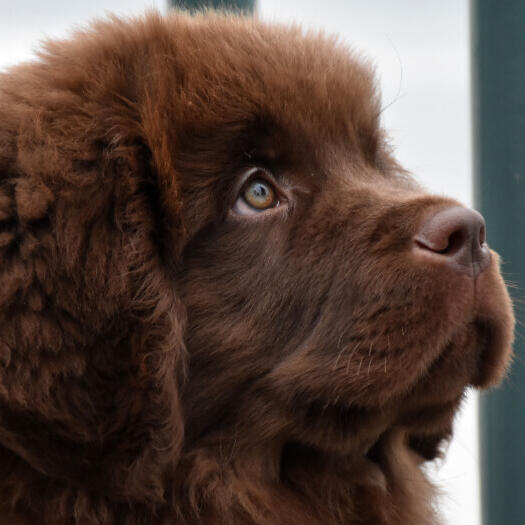 Brown Newfoundland puppy  is watching forward