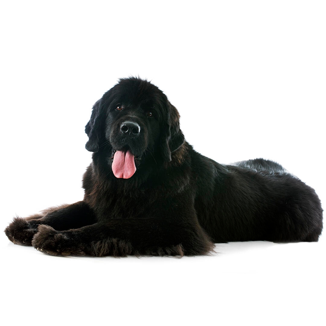 Newfoundland Dog Breed