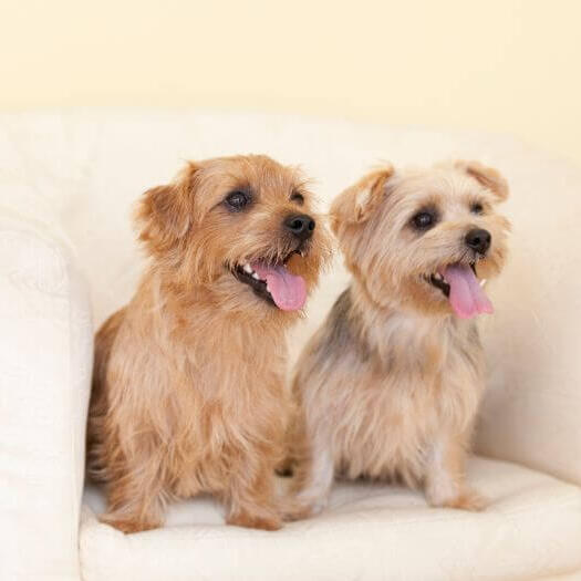 Two Norfolk Terriers on the chair