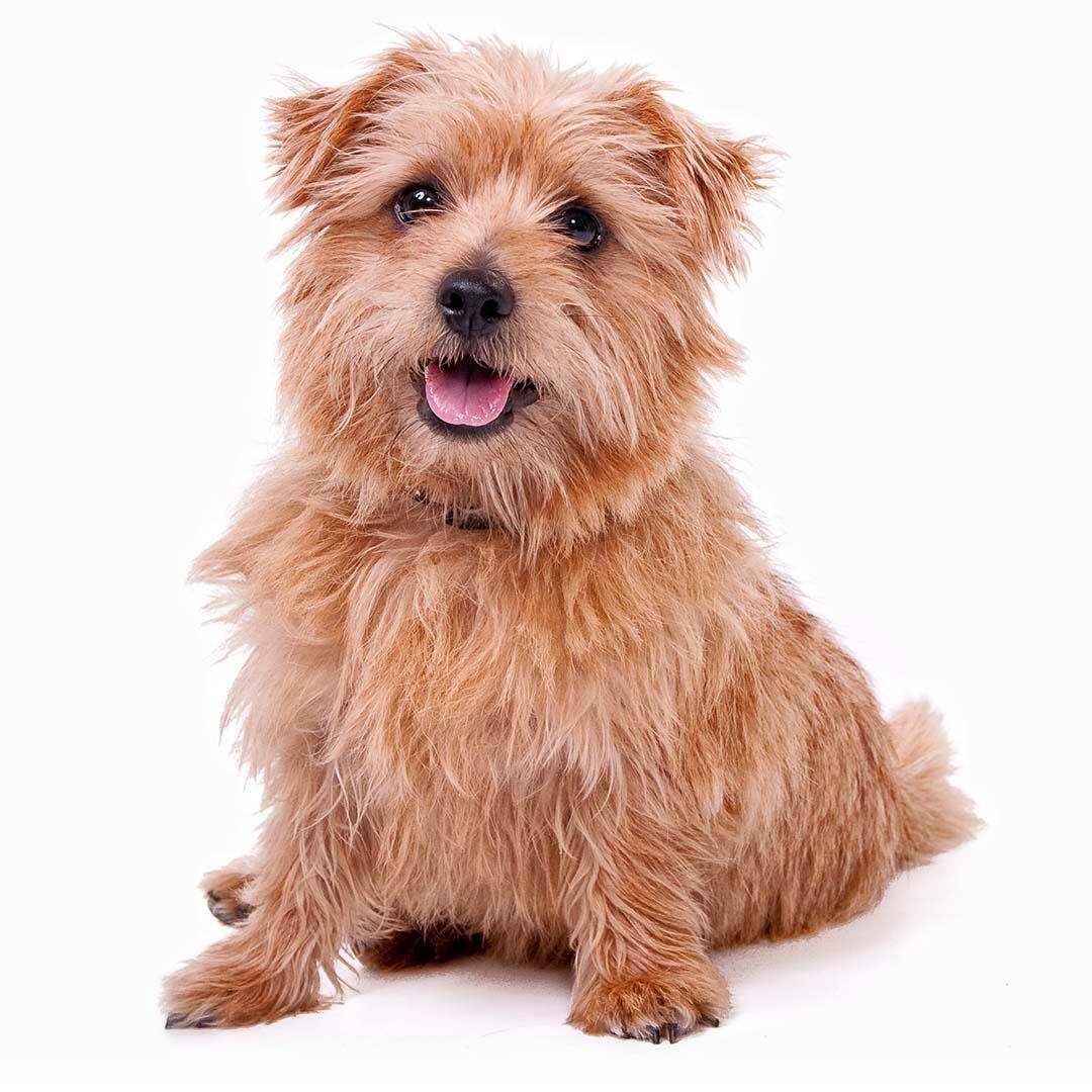 Norfolk Terrier Dog Breed