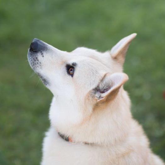 Norwegian Buhund is standing in the yard and watching forward