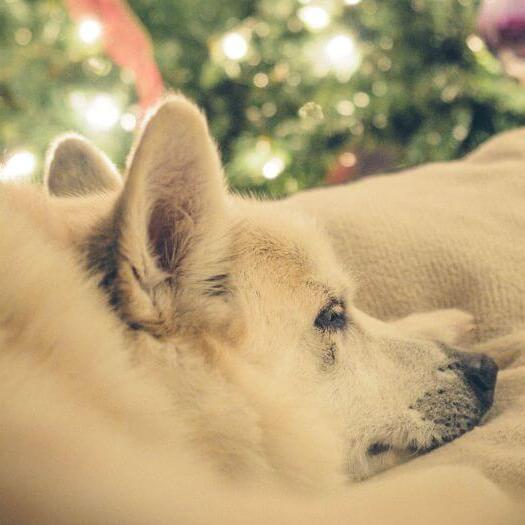 Norwegian Buhund is having a nap near the Christmas Tree