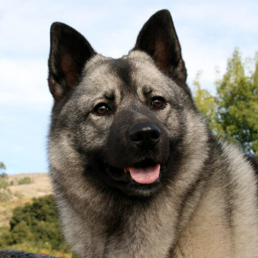 Norwegian Elkhound is walking in the wood