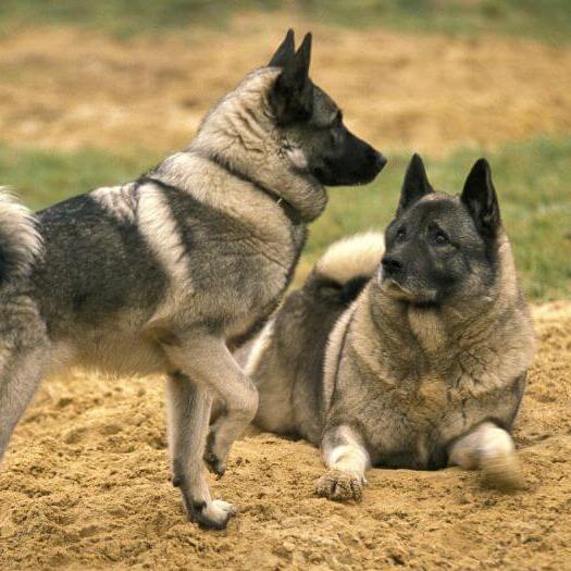 Two Norwegian Elkhounds are playing with each other on the grass
