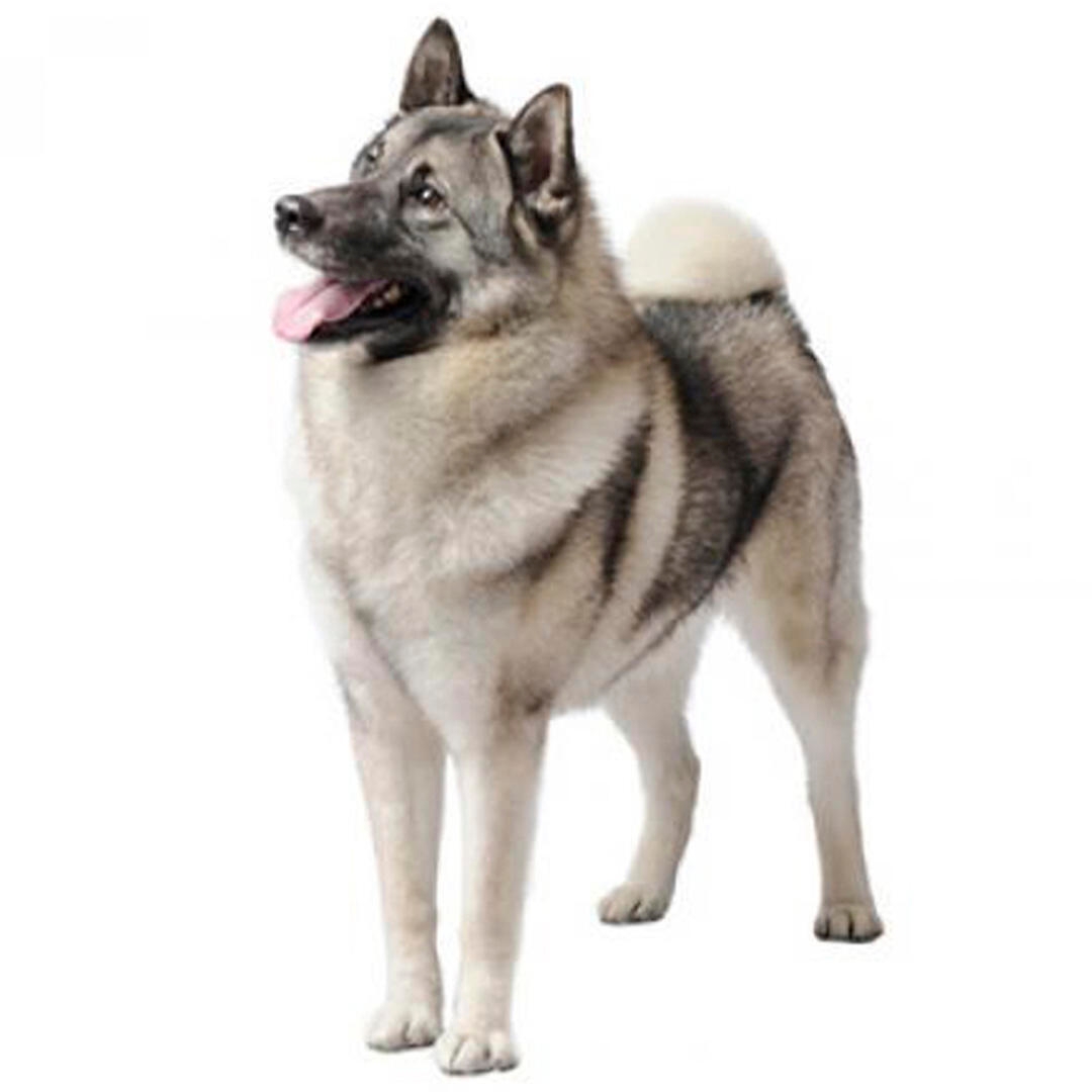 Norwegian Elkhound Dog Breed