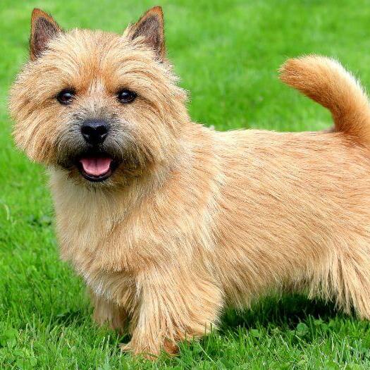 Terrier standing on the grass