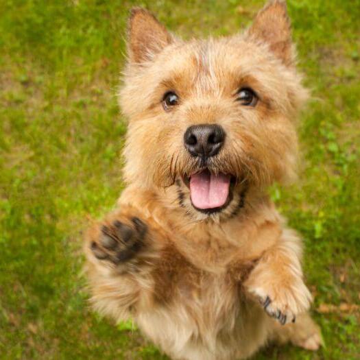 Terrier jumping towards camera