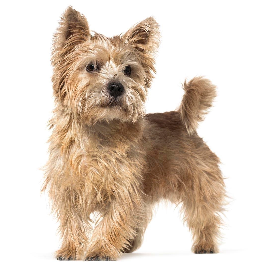 Norwich Terrier Dog Breed