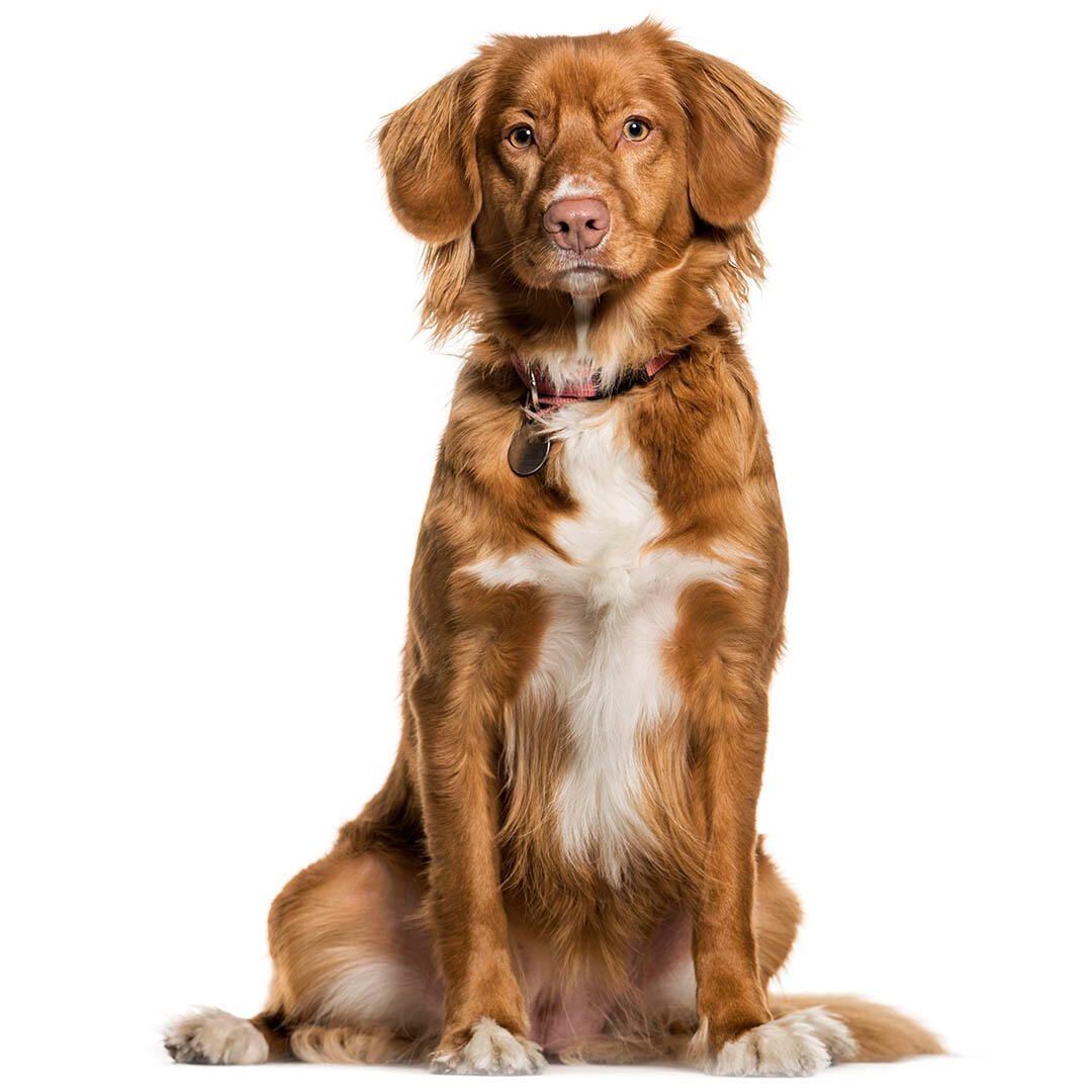 Nova Scotia Duck Tolling Retriever Dog Breed