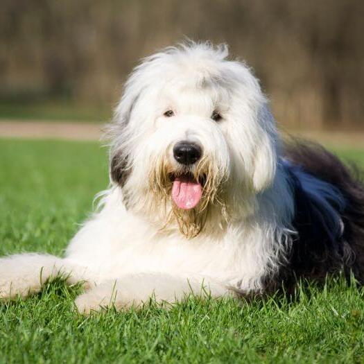 are old english sheepdogs easy to keep weight on