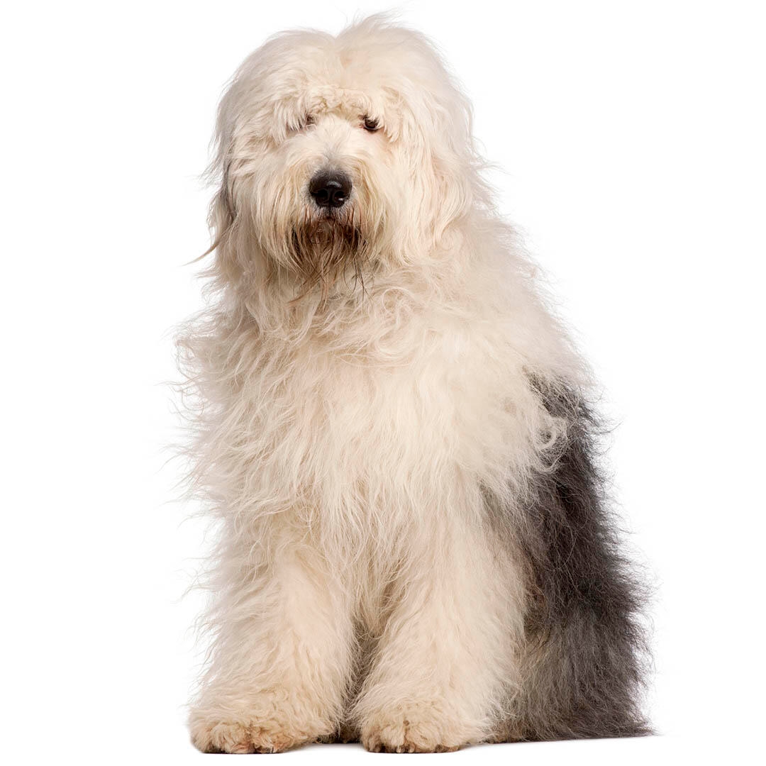 Old English Sheepdog Dog Breed