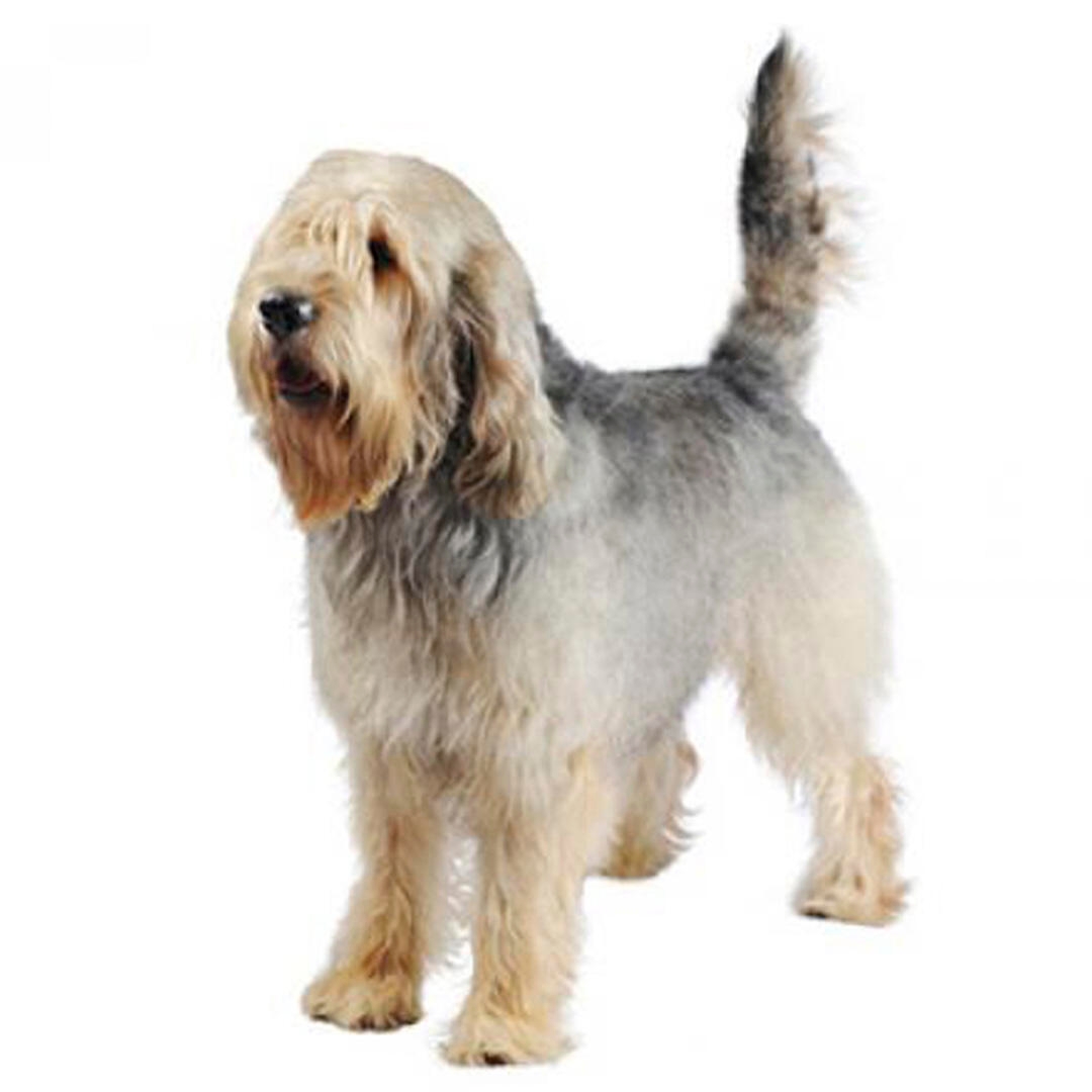 Otterhound Dog Breed