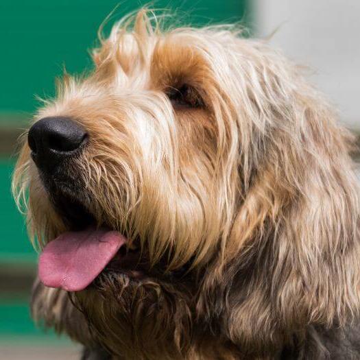 Otterhound looking into distance