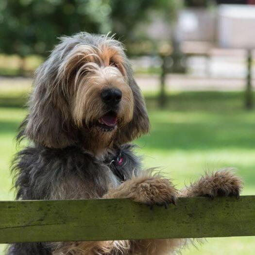 Otterhound leaning onto a fence