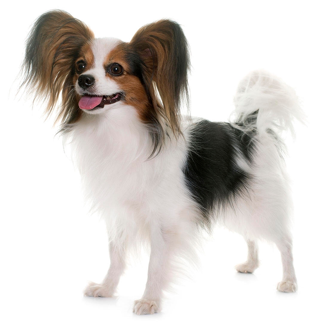 Papillon Dog Breed