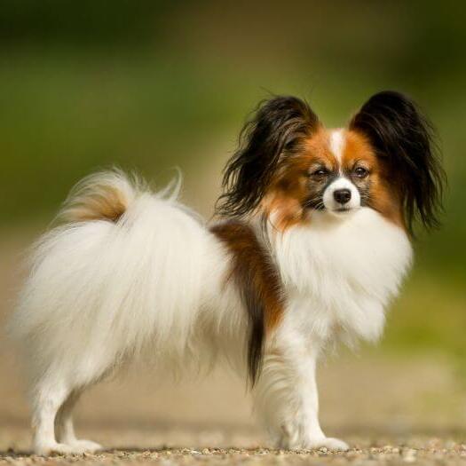 Papillon is standing in the park