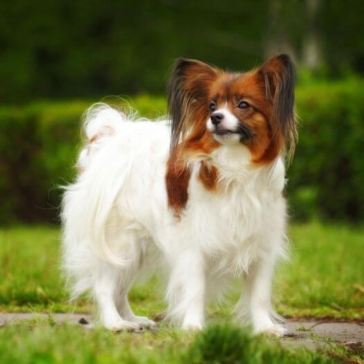 Papillon is standing in the park on a warm spring morning