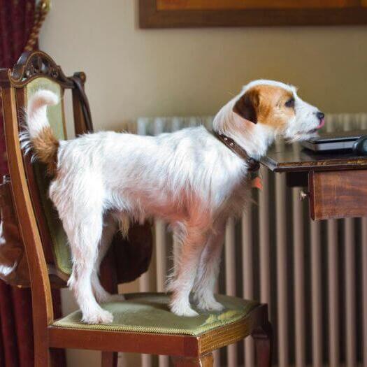 Parson Russell Terrier on the chair