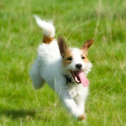 Parson Russell Terrier running on the field