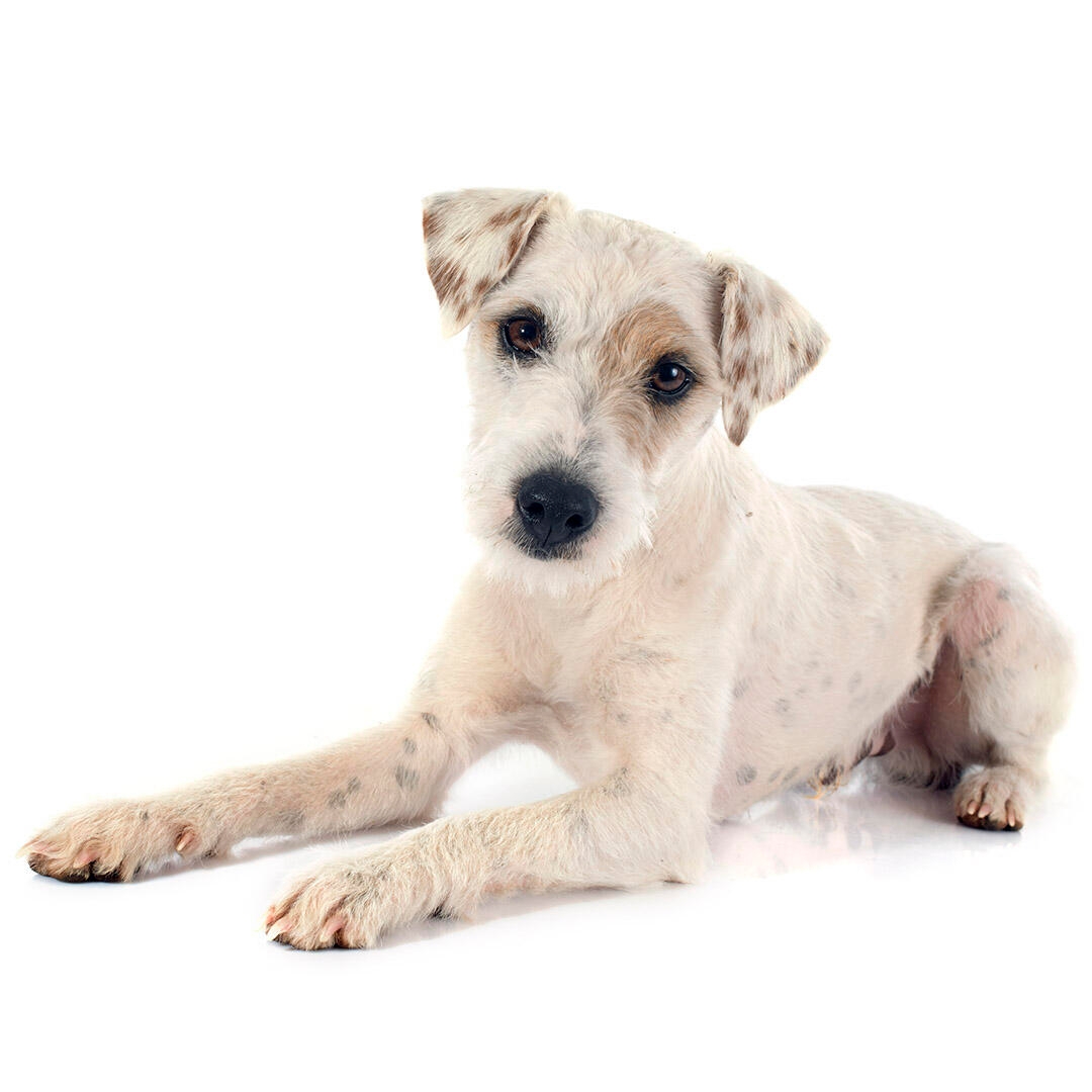 Parson Russell Terrier Dog Breed