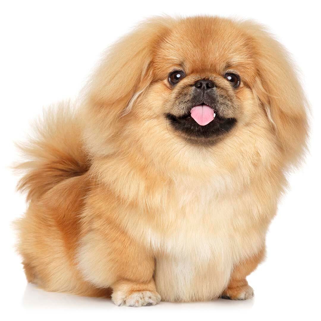 Pekingese Dog Breed