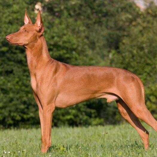 Pharaoh Hound standing in front of bushes