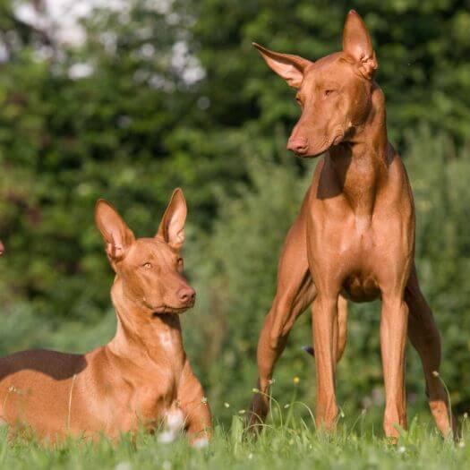 Three dogs resting on the grass