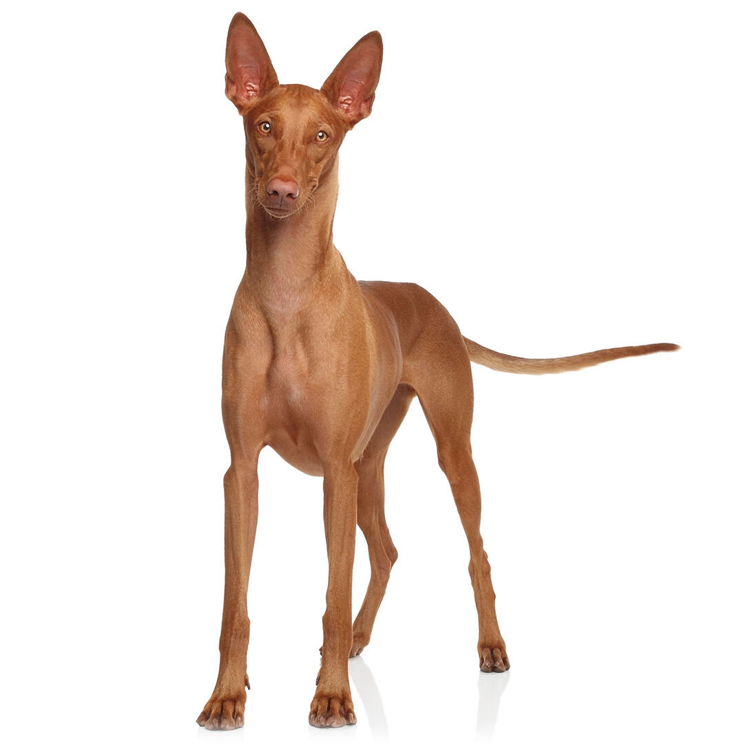 Pharaoh Hound Dog Breed