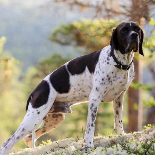 Pointer standing and looking forward