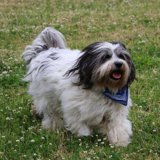 Polish Lowland Sheepdog is playing in the yard