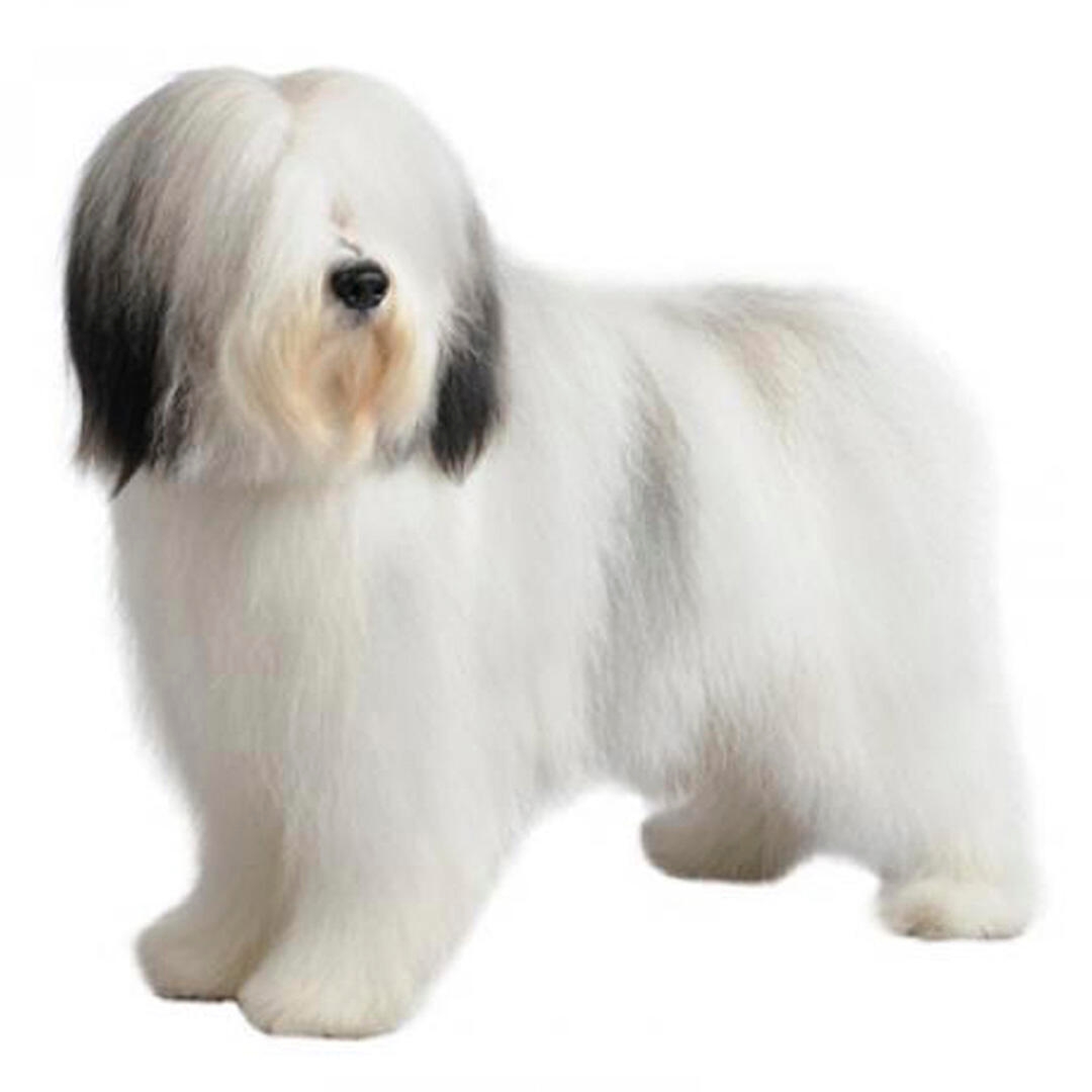 Polish Lowland Sheepdog Dog Breed