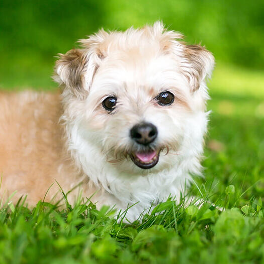 Pomapoo relaxing in the grass