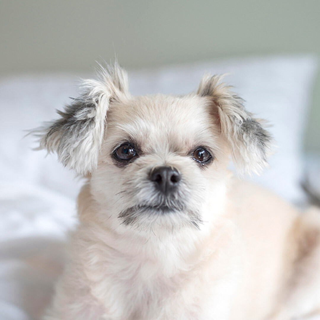 Pomapoo Dog Breed