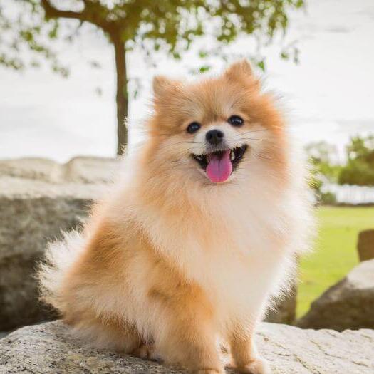 Pomeranian sitting on the stone