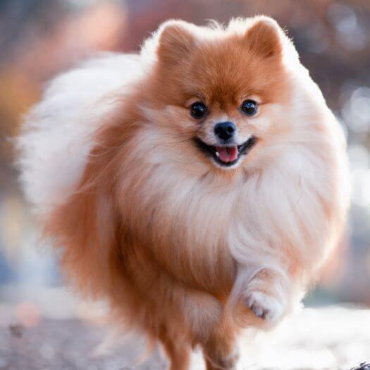 Pomeranian running