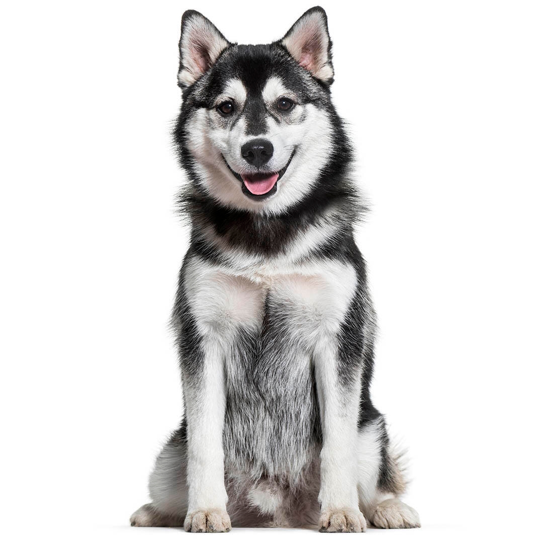 Pomsky Dog Breed