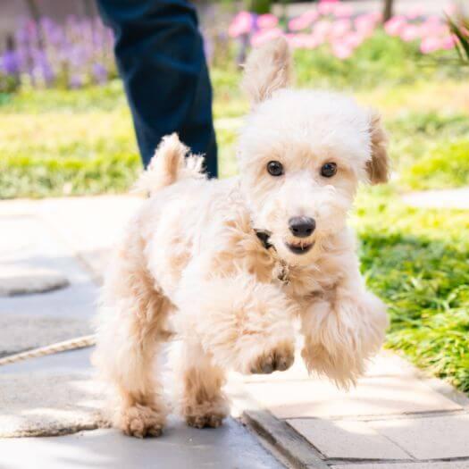 Poodle playing in the yard