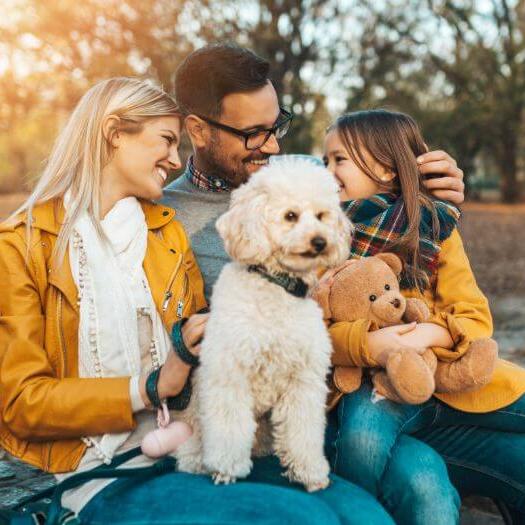 Poodle sitting with the family