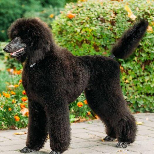 Black Poodle (Standard) walking at the garden