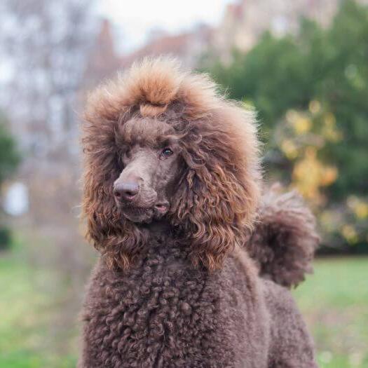 Brown Poodle (Standard) walking at the green garden