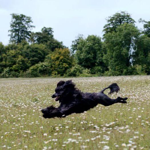 Portuguese Water Dog running in the field